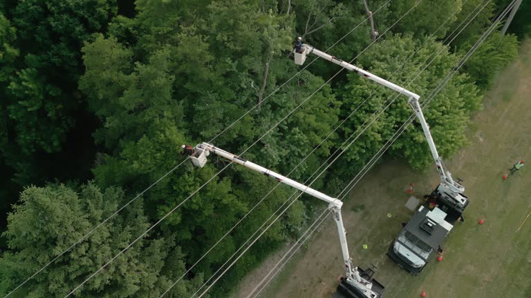 How Our Tree Care Process Works  in  Harrington Park, NJ